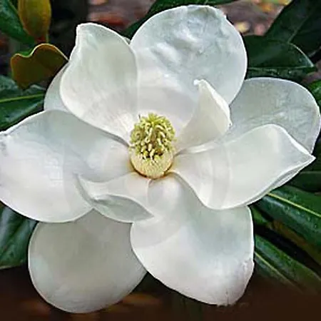 Couette-café Strasburgo